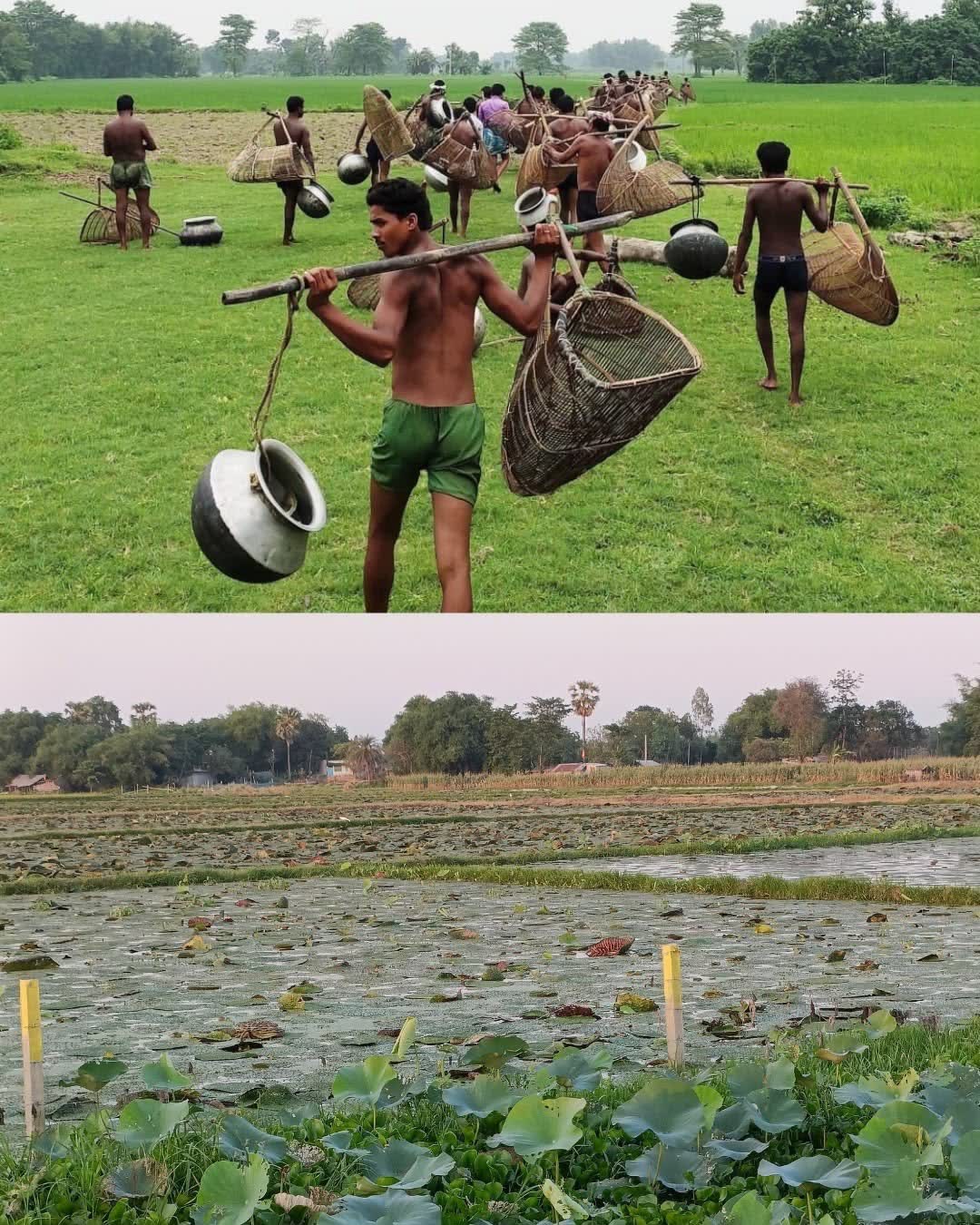 Makhana seed cultivation in a prepared water body