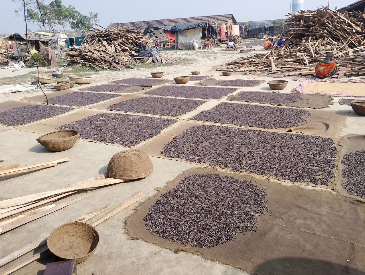 Makhana seeds spread out for sun drying