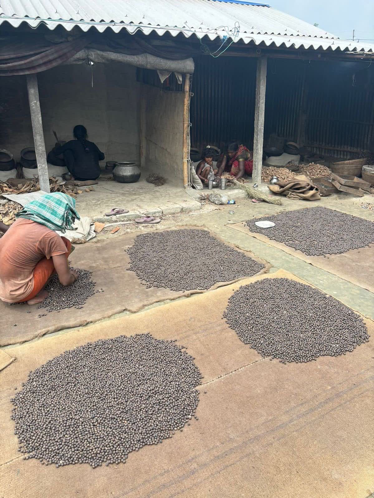 Dried Makhana seeds in storage and conditioning